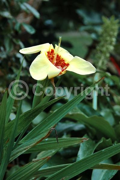 Red blooms; Orange blooms; Yellow blooms; Purple blooms; White blooms; Pink blooms; Deciduous; Broadleaf; North American Native
