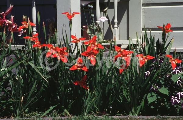 Red blooms; Orange blooms; Yellow blooms; Purple blooms; White blooms; Pink blooms; Deciduous; Broadleaf; North American Native