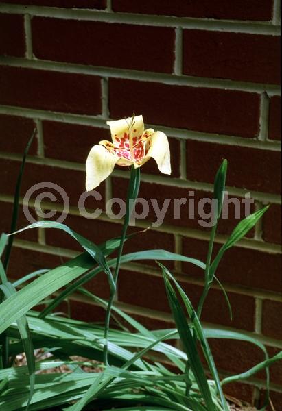 Red blooms; Orange blooms; Yellow blooms; Purple blooms; White blooms; Pink blooms; Deciduous; Broadleaf; North American Native