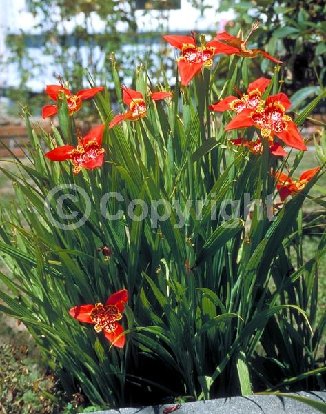 Red blooms; Orange blooms; Yellow blooms; Purple blooms; White blooms; Pink blooms; Deciduous; Broadleaf; North American Native