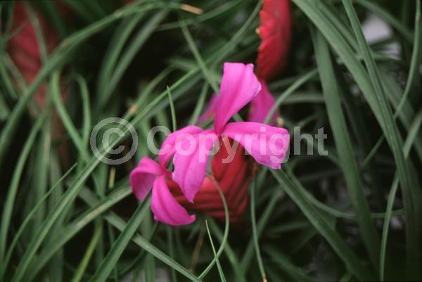 Blue blooms; Evergreen