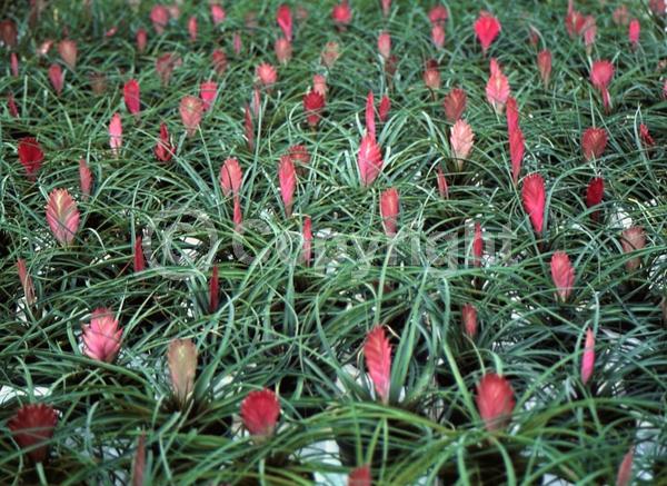 Blue blooms; Evergreen