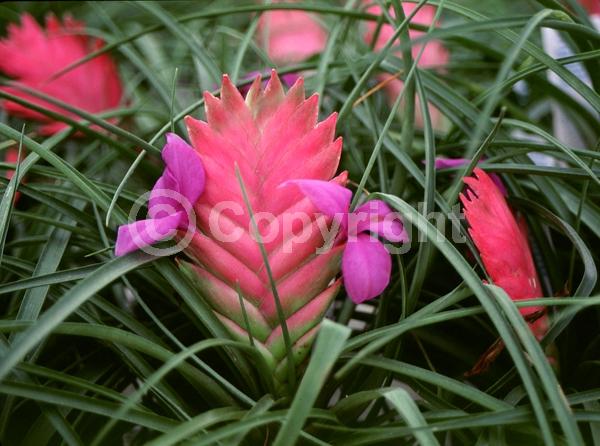 Blue blooms; Evergreen