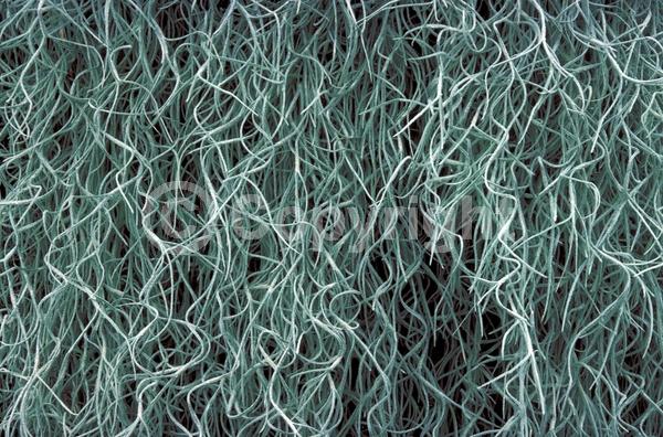 Blue blooms; Green blooms; Evergreen