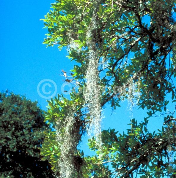 Blue blooms; Green blooms; Evergreen