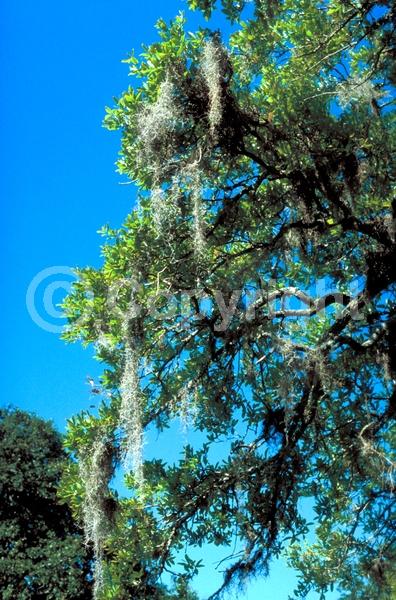 Blue blooms; Green blooms; Evergreen