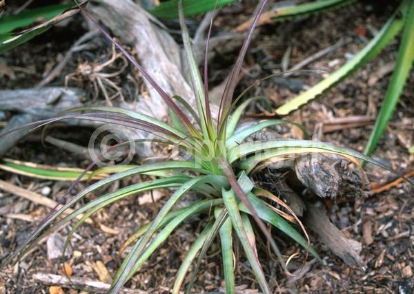 White blooms; Evergreen