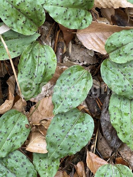 North American Native