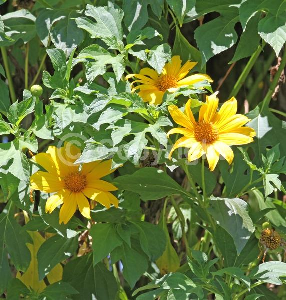 Orange blooms; Yellow blooms