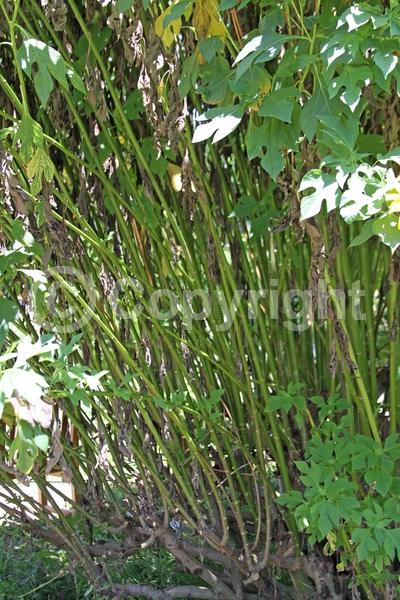 Orange blooms; Yellow blooms