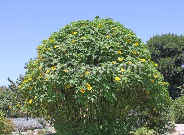 Orange blooms; Yellow blooms
