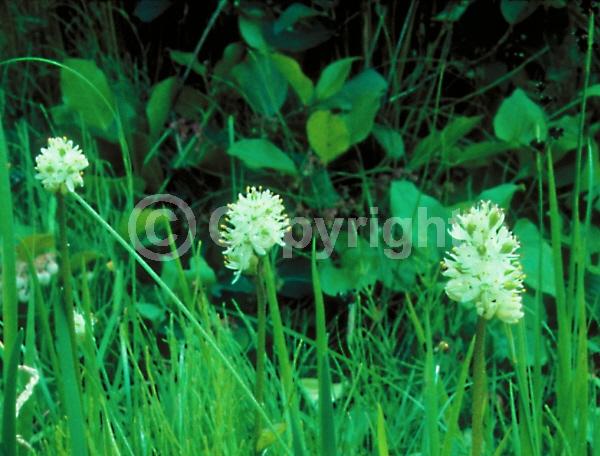 White blooms; Deciduous; North American Native