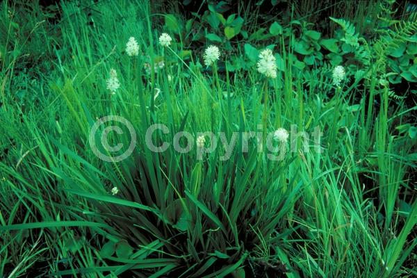 White blooms; Deciduous; North American Native