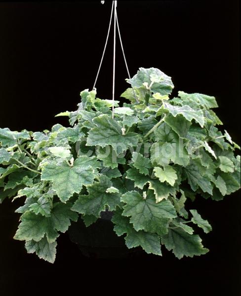 Green blooms; Brown blooms; Evergreen; North American Native