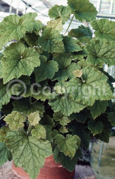 Green blooms; Brown blooms; Evergreen; North American Native