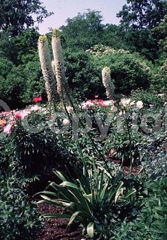 Blue blooms; White blooms