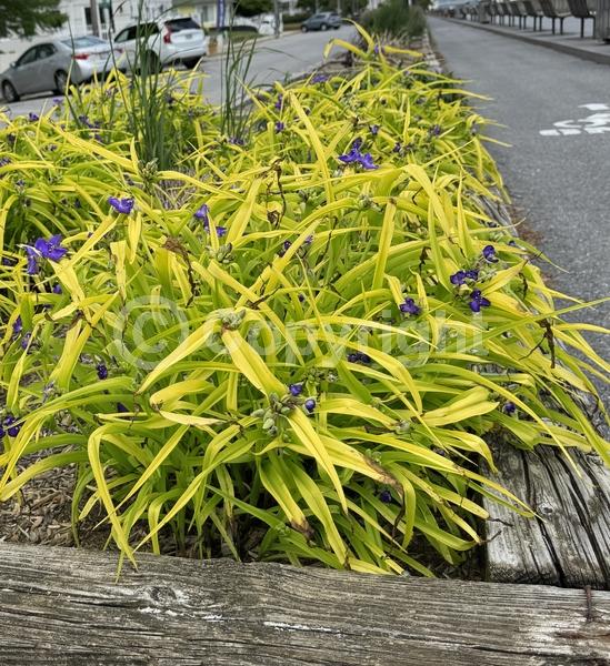 Blue blooms; Deciduous