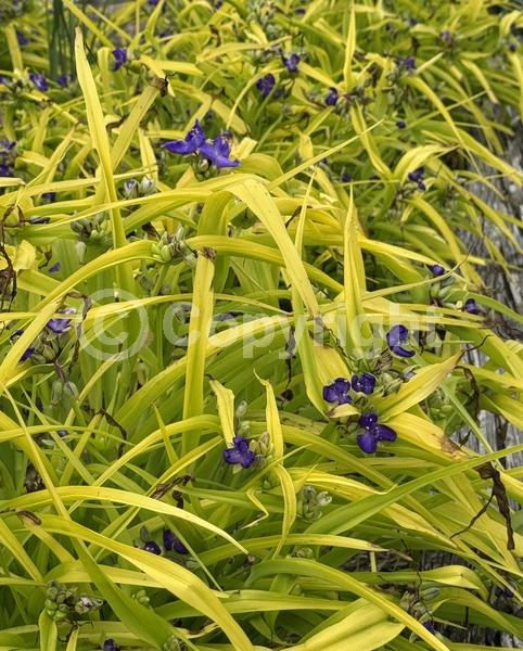 Blue blooms; Deciduous