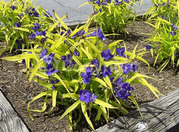 Blue blooms; Deciduous