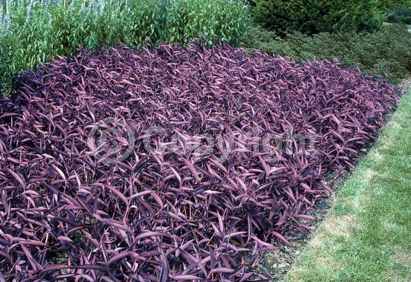 Purple blooms; North American Native