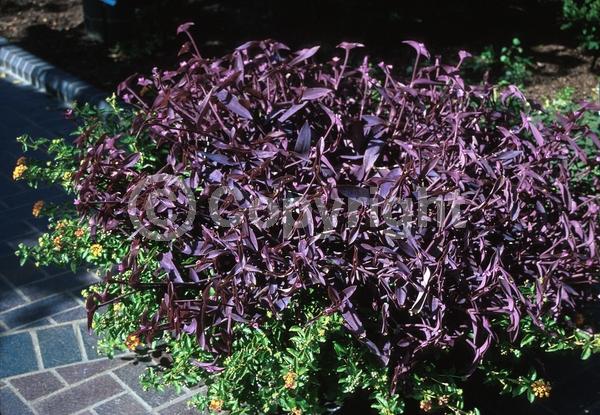Purple blooms; North American Native