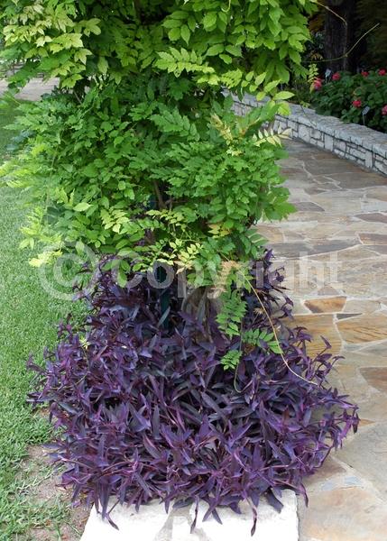 Purple blooms; North American Native