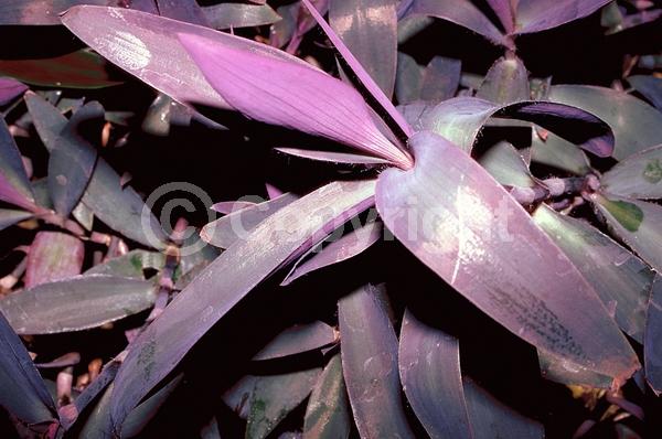 Pink blooms; Evergreen; North American Native