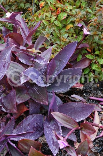 Pink blooms; Evergreen; North American Native
