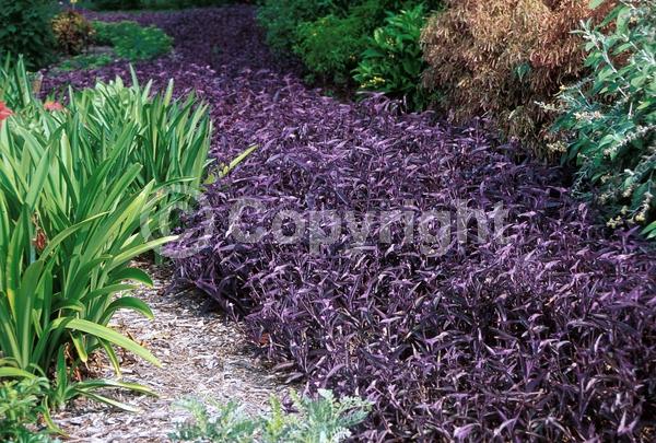 Pink blooms; Evergreen; North American Native