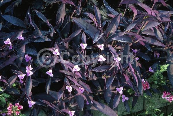 Pink blooms; Evergreen; North American Native