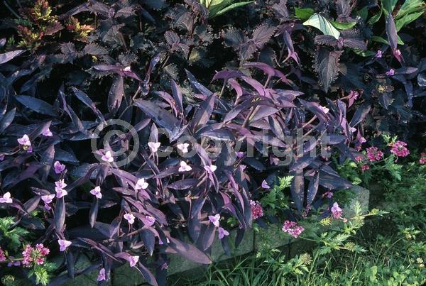 Pink blooms; Evergreen; North American Native