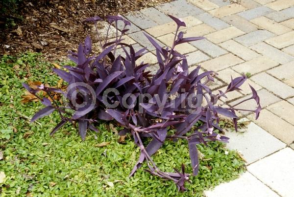 Pink blooms; Evergreen; North American Native