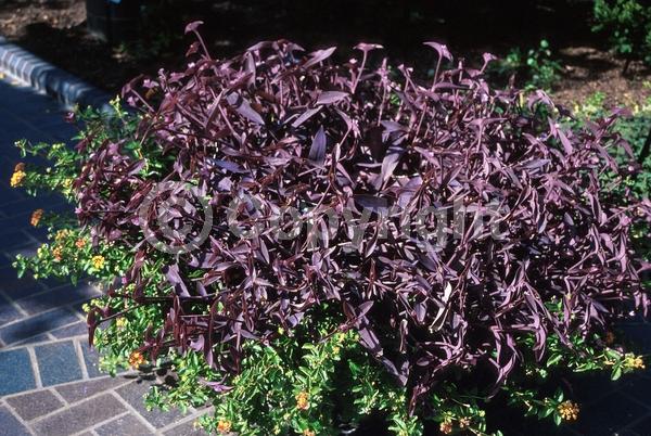 Pink blooms; Evergreen; North American Native