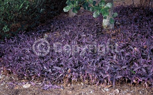 Pink blooms; Evergreen; North American Native