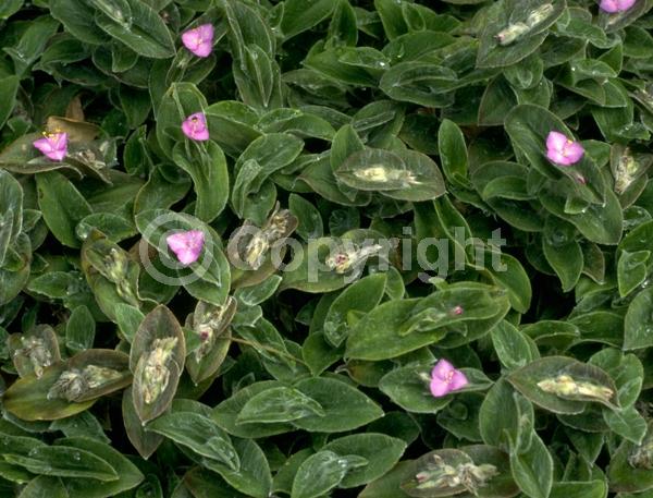 Pink blooms; Evergreen; Broadleaf; North American Native
