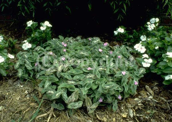 Pink blooms; Evergreen; Broadleaf; North American Native