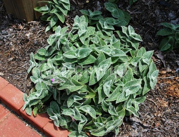 Pink blooms; Evergreen; Broadleaf; North American Native