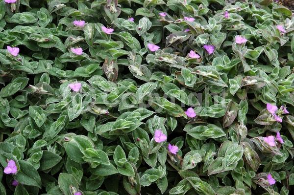 Pink blooms; Evergreen; Broadleaf; North American Native