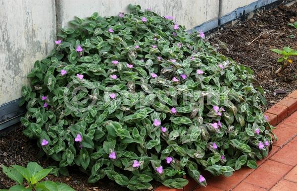 Pink blooms; Evergreen; Broadleaf; North American Native