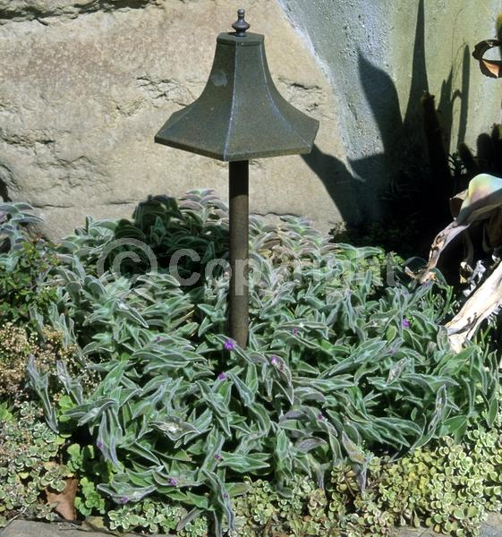 Pink blooms; Evergreen; Broadleaf; North American Native