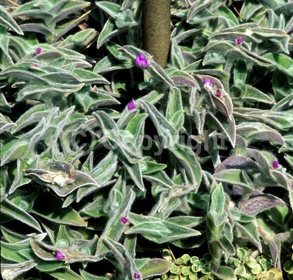 Pink blooms; Evergreen; Broadleaf; North American Native