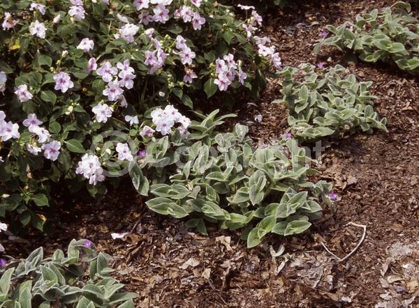 Pink blooms; Evergreen; Broadleaf; North American Native