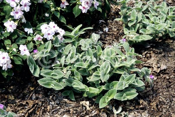Pink blooms; Evergreen; Broadleaf; North American Native