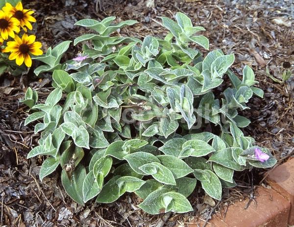 Pink blooms; Evergreen; Broadleaf; North American Native