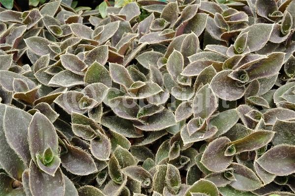 Pink blooms; Evergreen; Broadleaf; North American Native