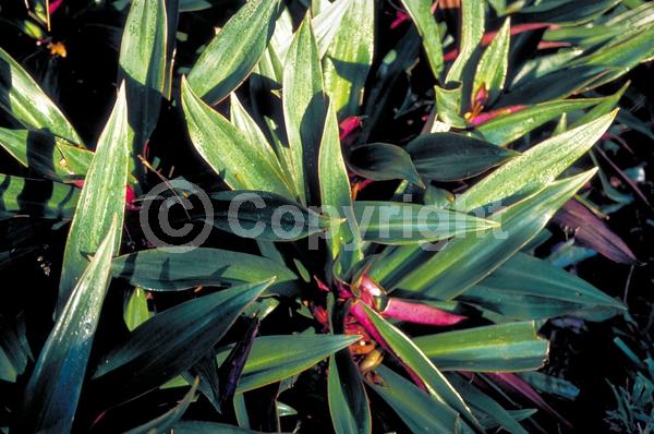 White blooms; Evergreen; Broadleaf; North American Native