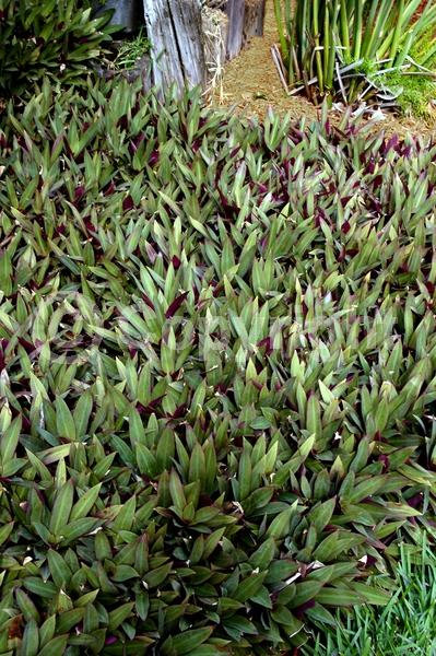White blooms; Evergreen; Broadleaf; North American Native