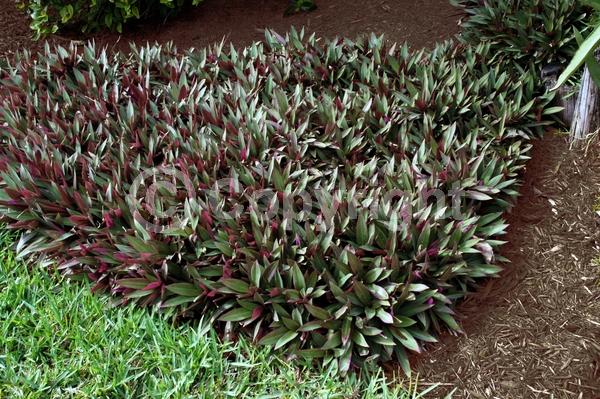 White blooms; Evergreen; Broadleaf; North American Native