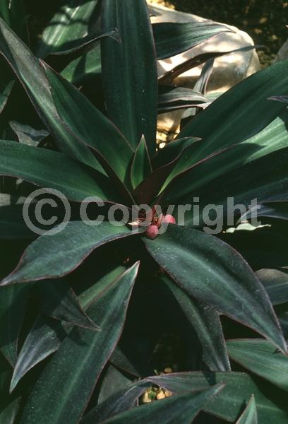 White blooms; Evergreen; Broadleaf; North American Native