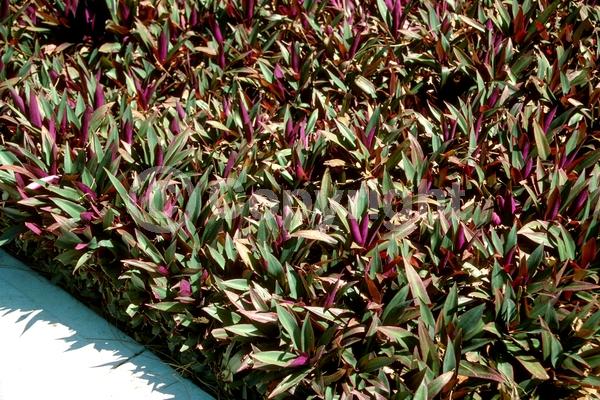 White blooms; Evergreen; Broadleaf; North American Native